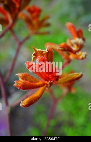 View of a Kings Park Federation Flame red Kangaroo Paw flower (Anigozanthos rufus) in Australia Stock Photo