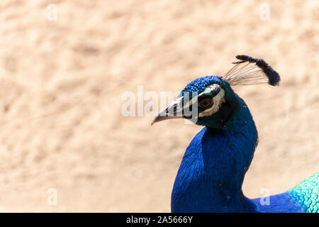 A close up view of just the head of a male peckcock on a warm summers day Stock Photo