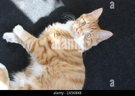 Ginger kitten lying on the carpet in a patch of sunlight Stock Photo