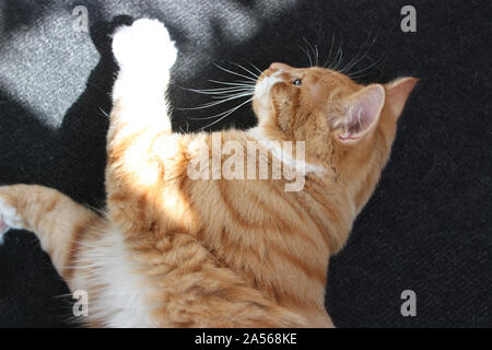 Ginger kitten lying on the carpet in a patch of sunlight Stock Photo