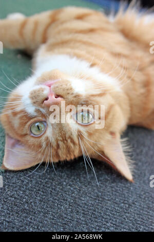 Ginger cat looking at the camera Stock Photo