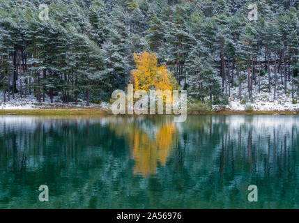 29/10-18, Encamp, Andorra. Beautiful birch tree in autumn foliage on the shore of artificial lake. Stock Photo