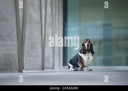 sitting basset hound Stock Photo