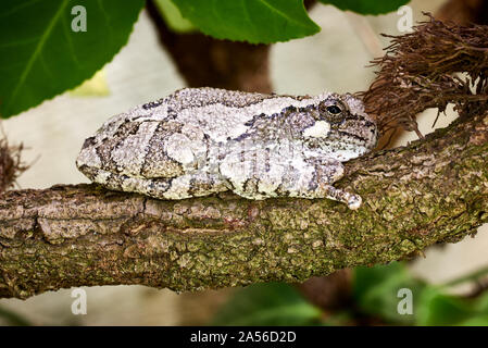 Gray tree frog resting on a branch. Stock Photo