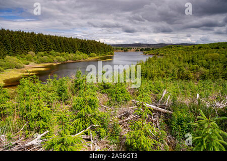 Trees around Llyn Brenig reservoir in North Wales Stock Photo