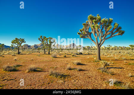 Joshua Trees in the Mojave Desert with boulder formation in the distant. Stock Photo