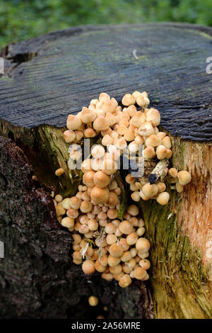 Honey coloured funghi on rotting pine tree stump Stock Photo