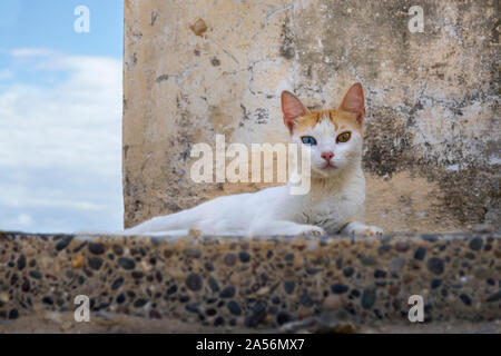 Portrait of an odd eyed cat watching people passing by Stock Photo