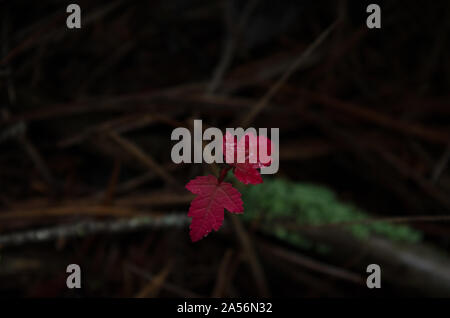Two red leaves small budding stem of a tree against te green forest floor. Stock Photo