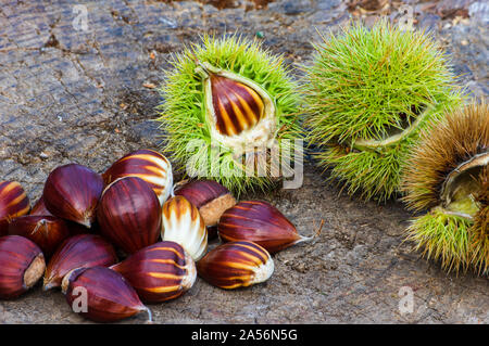 sweet chestnuts on wooden background in warm sunset light Stock Photo