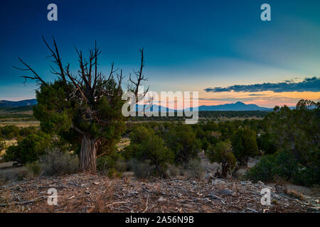 Weather Pine Tree with Distant Mountains. Stock Photo
