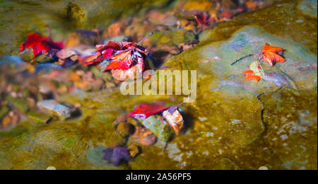 Leafs Caught on Rocks in a Creek. Stock Photo