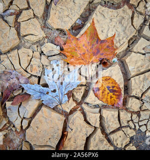 Leaves Stuck On Cracked Mud. Stock Photo