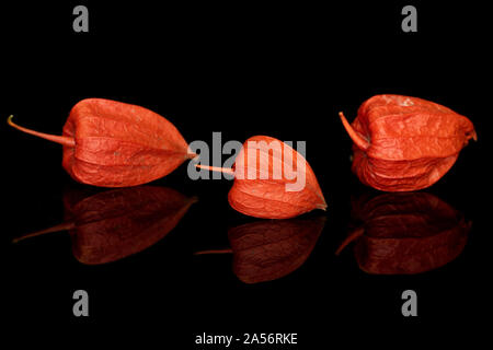 Group of three whole fresh orange physalis isolated on black glass Stock Photo