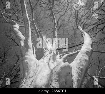 Sycamore Tree Stock Photo