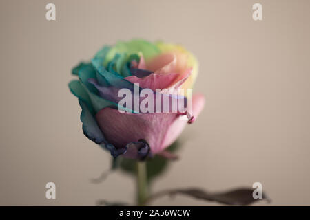 Multicolored rose flower, close up of rainbow rose or happy rose, faded look. Stock Photo