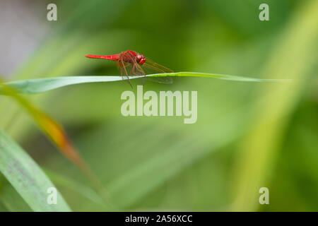 Scarlet Darter dragonly (Crocothemis erythraea), standing on a reed leaf. Stock Photo