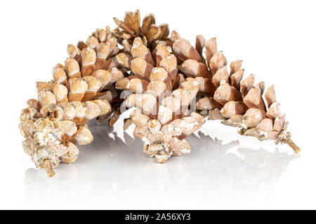Group of three whole forest brown pine cone isolated on white background Stock Photo