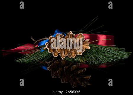 One whole forest brown pine cone with red ribbon and blue ribbon isolated on black glass Stock Photo