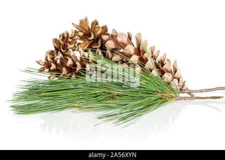 Group of three whole forest brown pine cone with needles isolated on white background Stock Photo