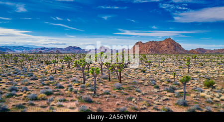 Joshua Trees with mountains in the background at Joshua Tree National Park. Stock Photo