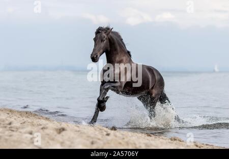 galloping Friesian horse Stock Photo