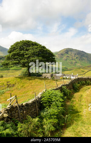 View of a lone tree and beyond to the Tilberthwaite fells from Little Langdale in the Lake District. Stock Photo