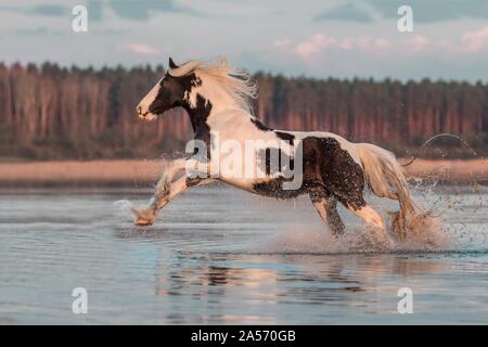 galloping Irish Tinker Stock Photo