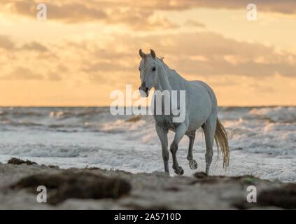 Arabian Horse Stock Photo