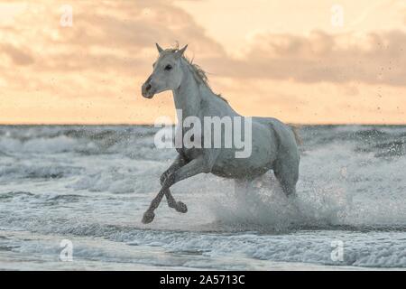 Arabian Horse Stock Photo