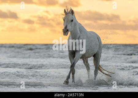 Arabian Horse Stock Photo