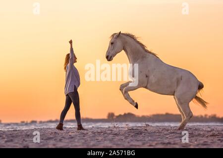 Arabian Horse Stock Photo