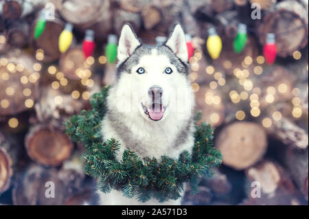 Beautiful cute smiling Siberian Husky dog sitting with Christmas wreath on neck on Festive background. Symbol of dog year. Christmas and New Year gree Stock Photo