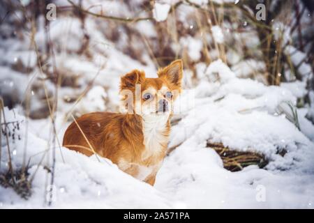 Chihuahua in the snow Stock Photo
