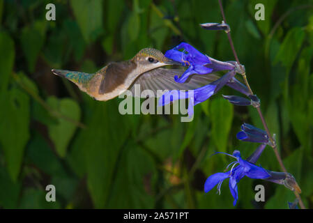 Juvenile Ruby- Throated Hummingbird Feeding on Black & Blue Salvia Stock Photo