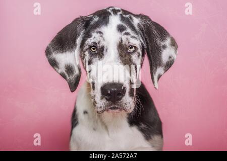 young great dane portrait Stock Photo