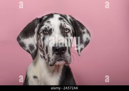 young great dane portrait Stock Photo