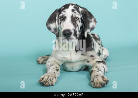 lying young great dane Stock Photo