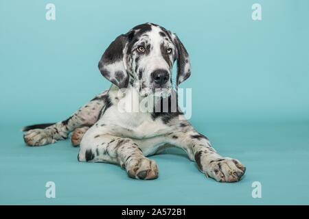 lying young great dane Stock Photo