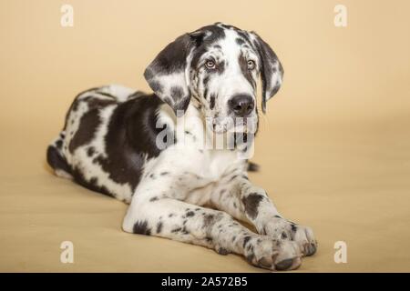 lying young great dane Stock Photo