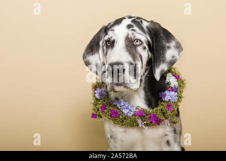 young great dane portrait Stock Photo