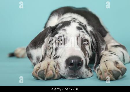 lying young great dane Stock Photo