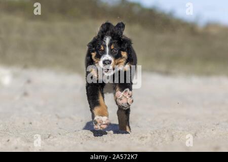 running Bernese Mountain Dog puppy Stock Photo