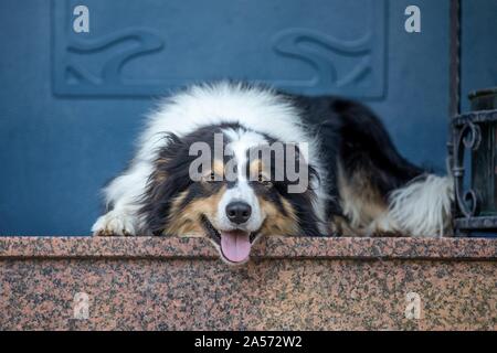 lying Border Collie Stock Photo