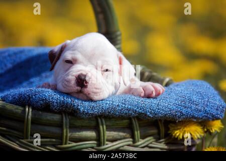 American Bulldog Puppy in a basket Stock Photo