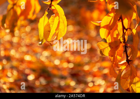 Autumn leaves from peach trees at backlight. Close-up of colorful leaves. Free space. Warm colors, colours in a sunny day. Stock Photo