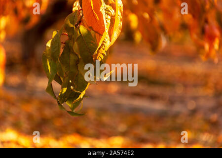 Autumn leaves from peach trees at backlight. Close-up of colorful leaves. Free space. Warm colors, colours in a sunny day. Stock Photo