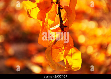 Autumn leaves from peach trees at backlight. Close-up of colorful leaves. Free space. Warm colors, colours in a sunny day. Stock Photo