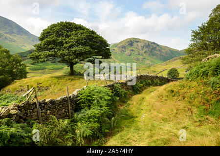 View of a lone tree and beyond to the Tilberthwaite fells from Little Langdale in the Lake District. Stock Photo