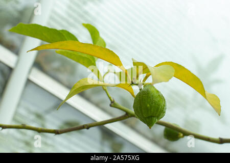 Ripe lime hanging on a branch of a citrus tree. Natural fresh lime fruit, sour taste, green color, healthy vitamin C Stock Photo